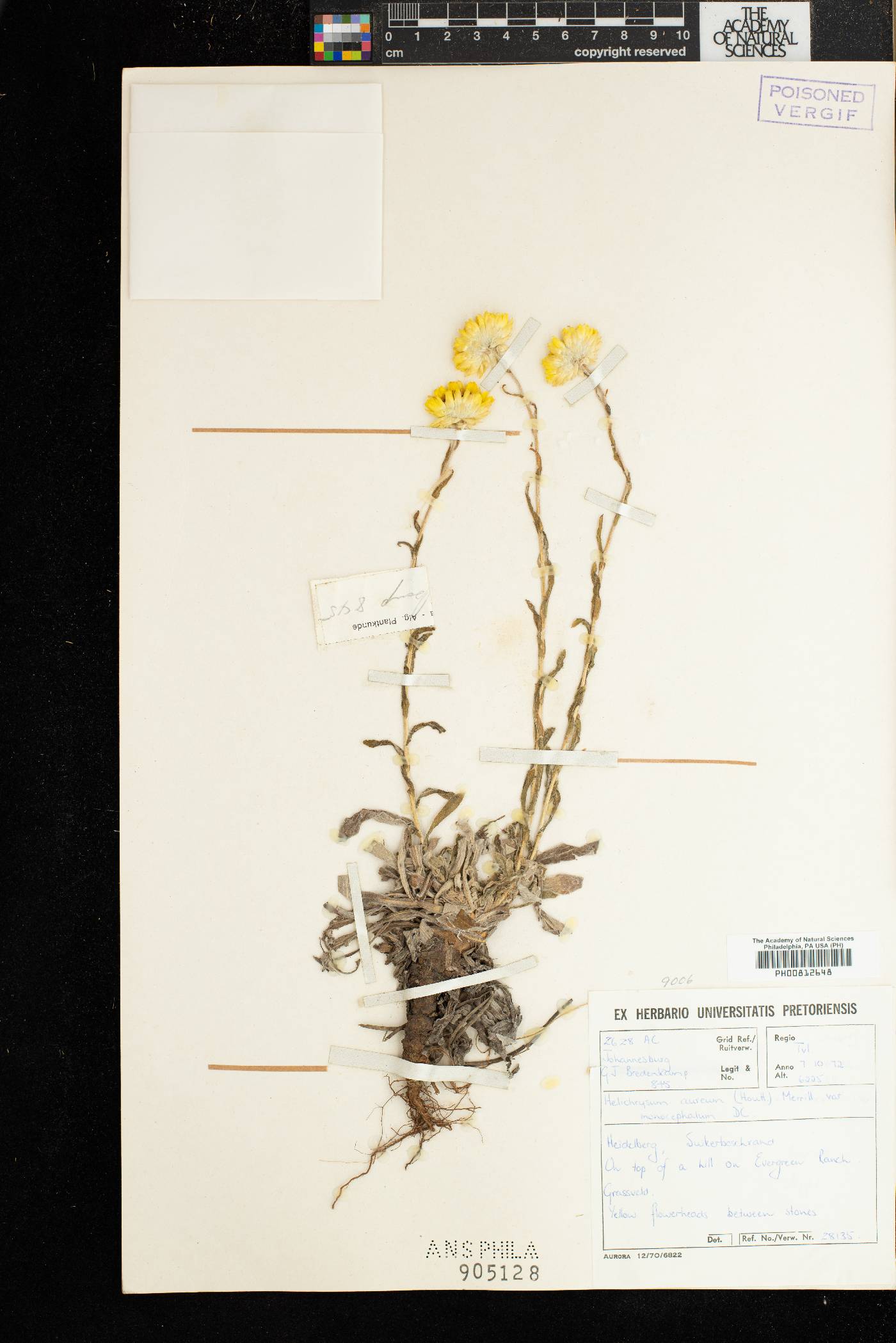 Helichrysum aureum image