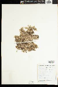 Image of Helichrysum caespititium