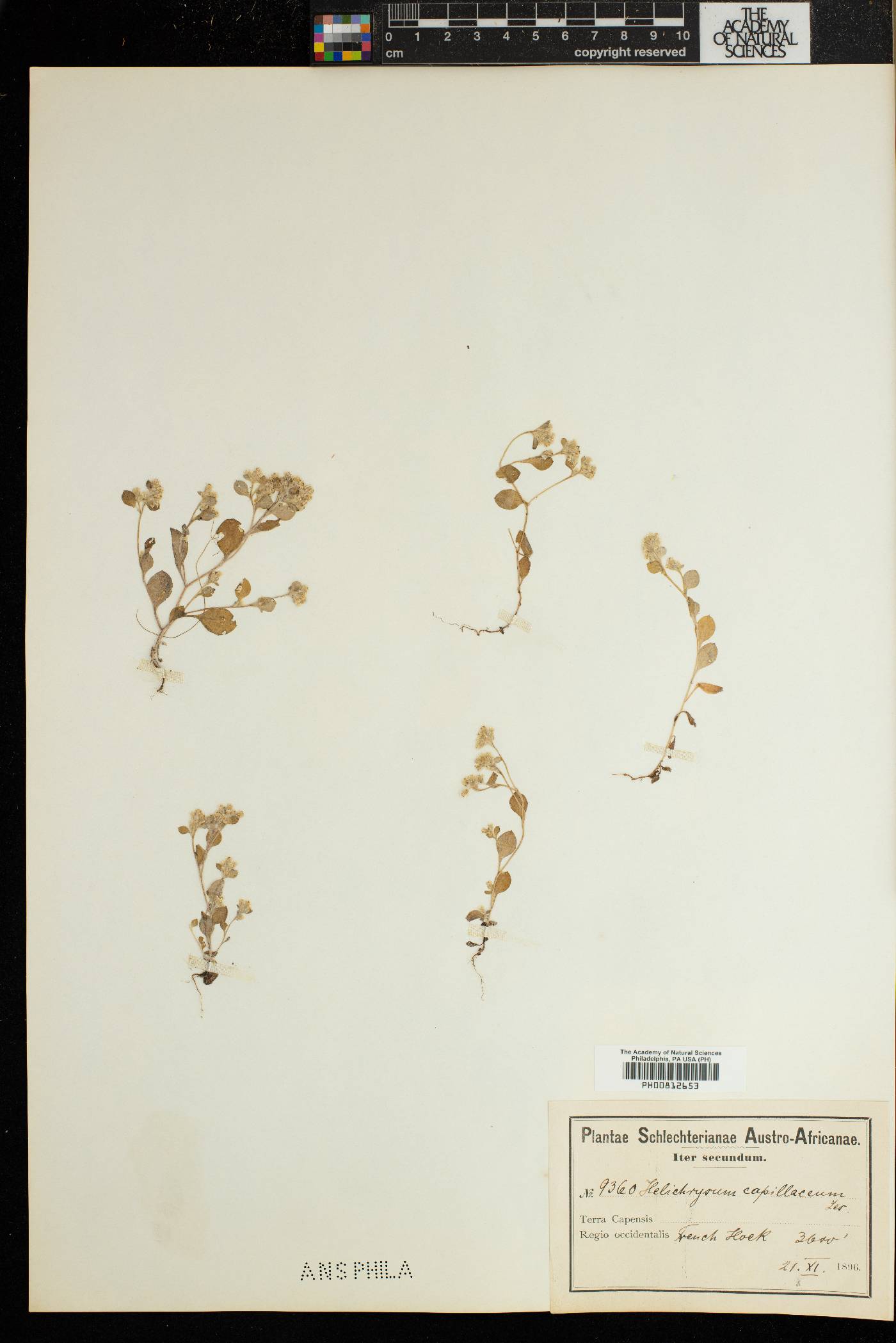 Troglophyton capillaceum subsp. capillaceum image