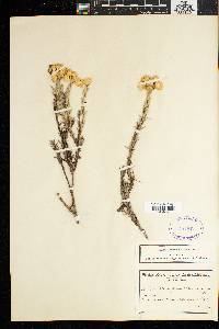 Image of Achyranthemum mucronatum