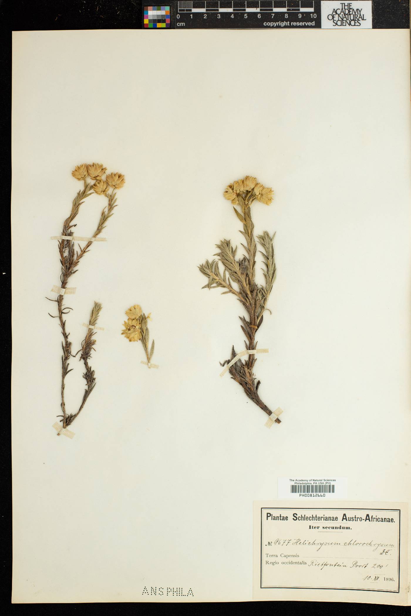 Achyranthemum image