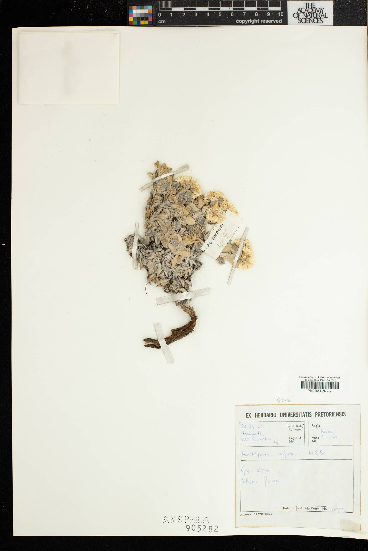 Helichrysum confertum image