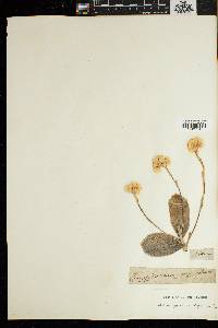 Image of Helichrysum crassifolium
