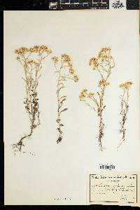 Image of Helichrysum cylindriflorum