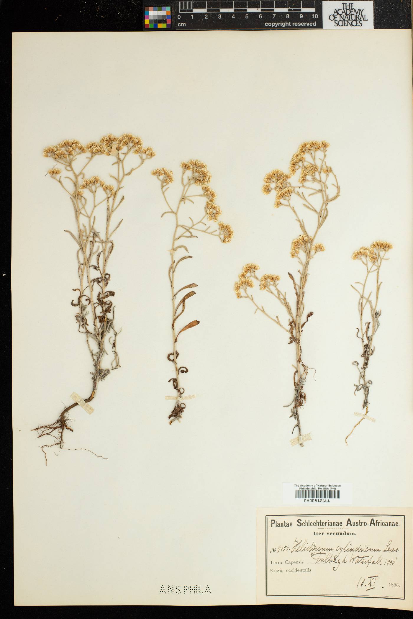 Helichrysum cylindriflorum image