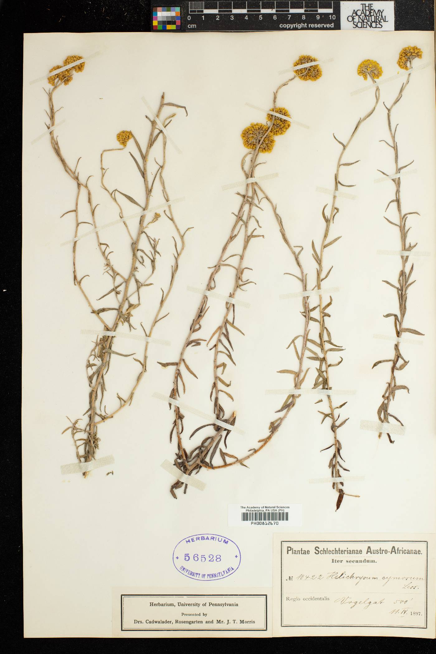 Helichrysum cymosum image