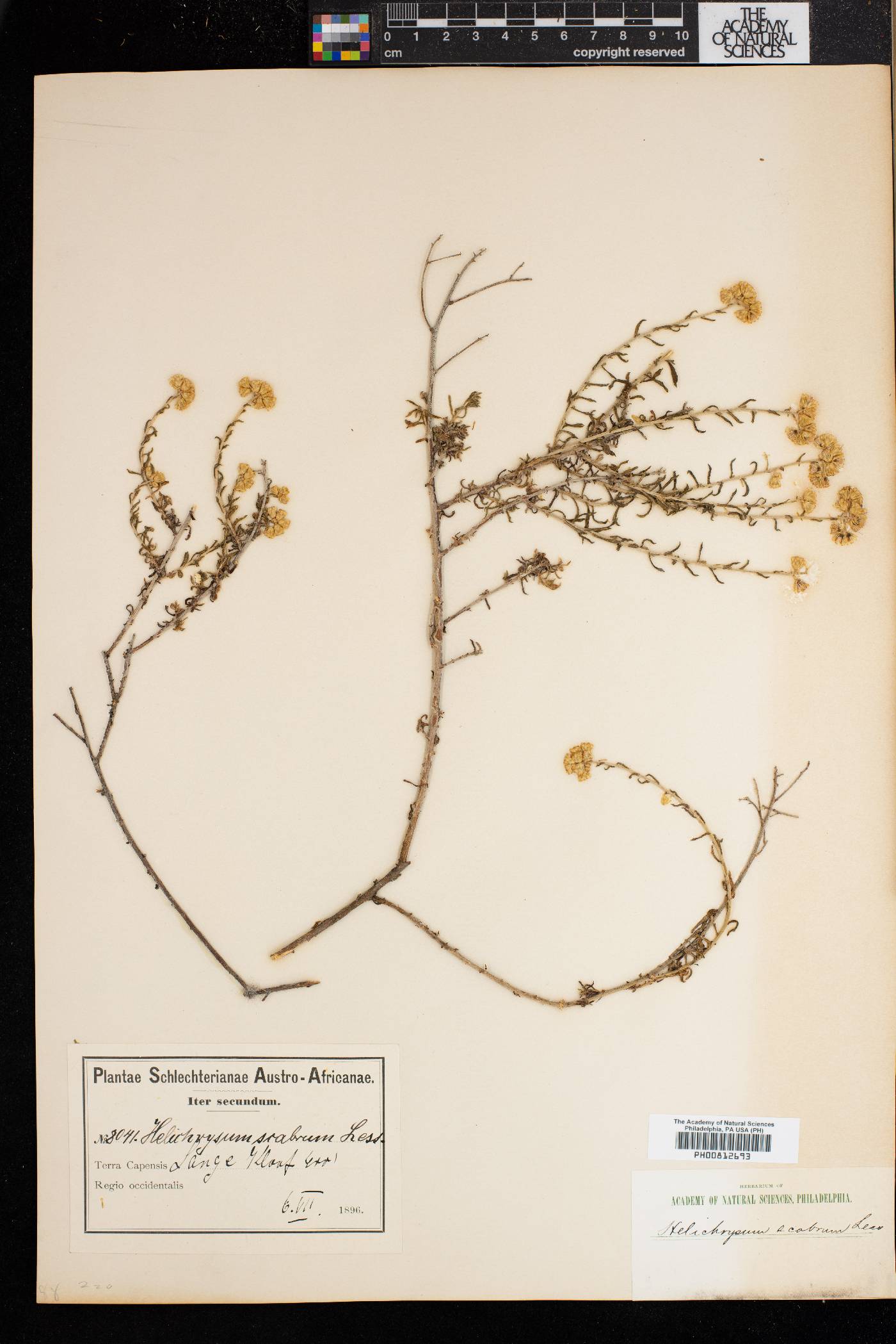 Helichrysum scabrum image