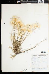 Helichrysum sesamoides image