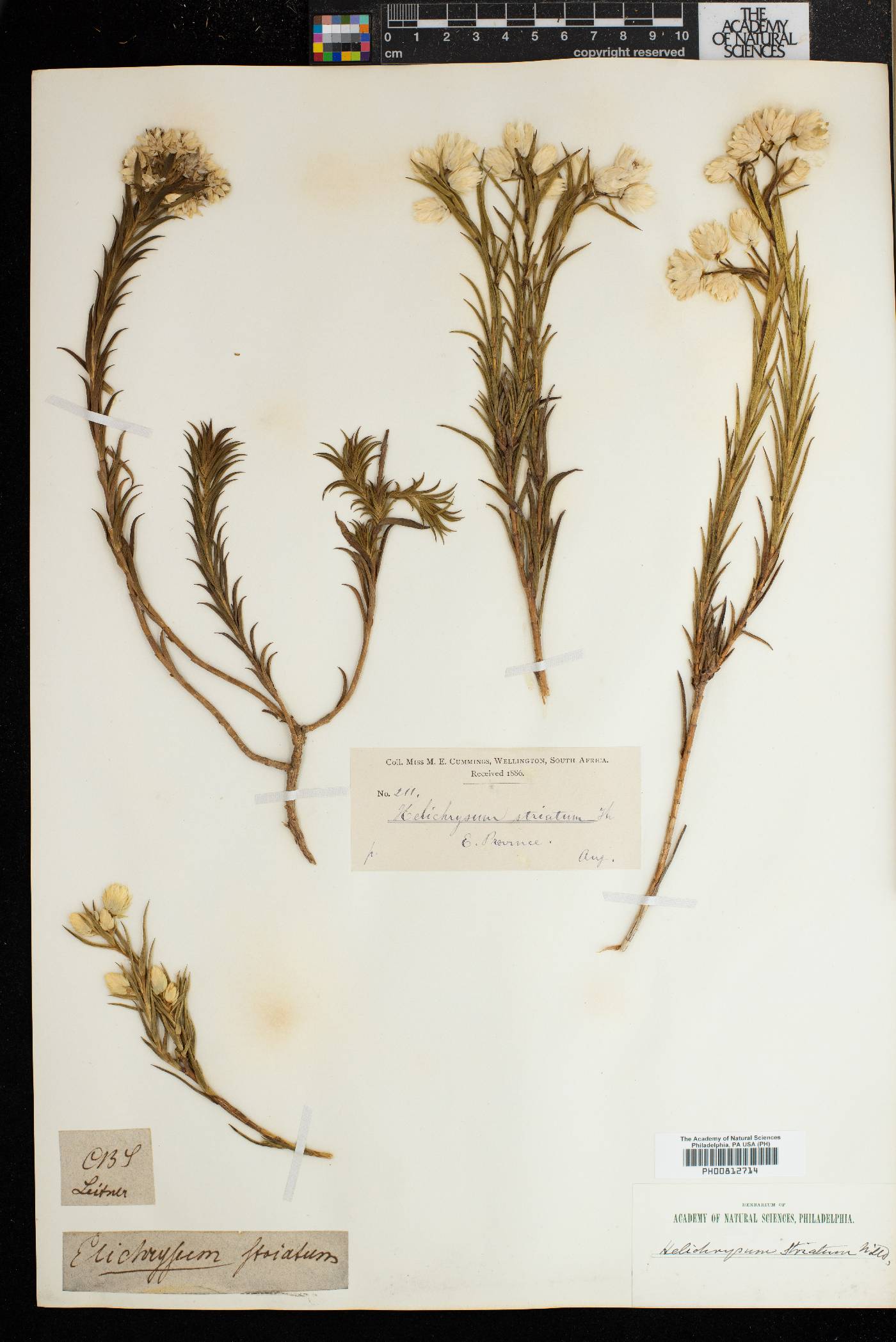 Achyranthemum image