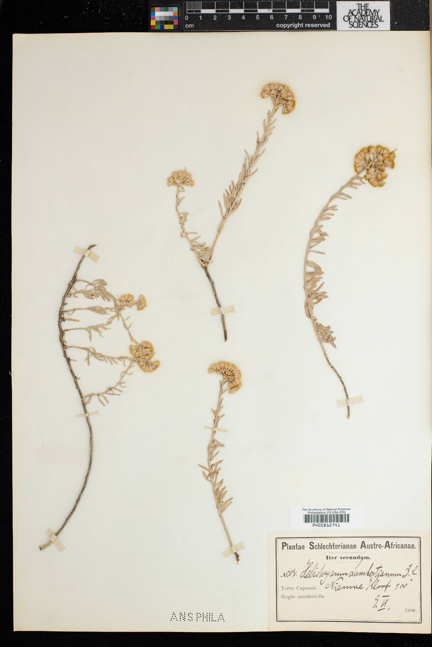 Helichrysum lambertianum image