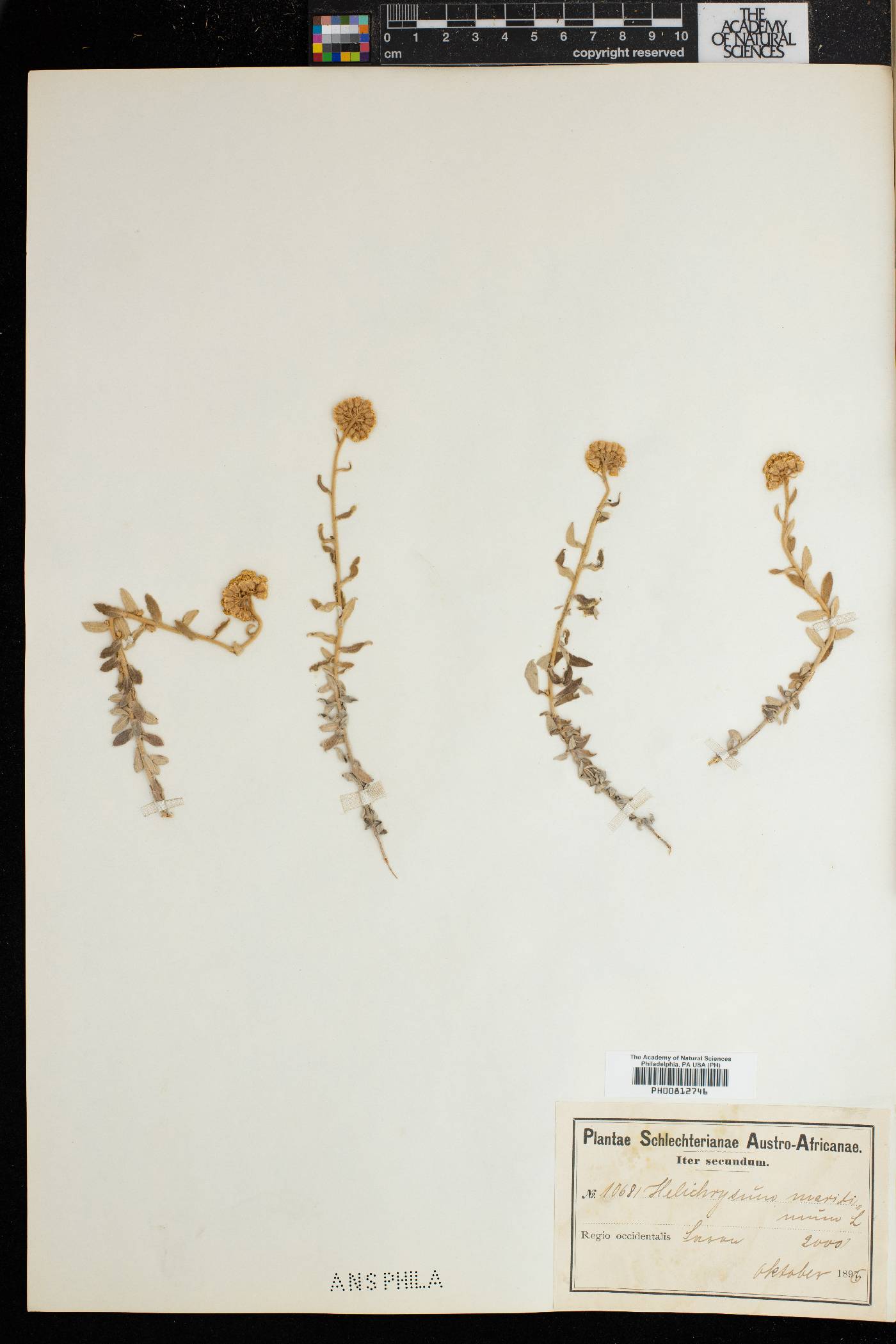 Helichrysum dasyanthum image