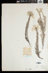 Image of Achyranthemum paniculatum