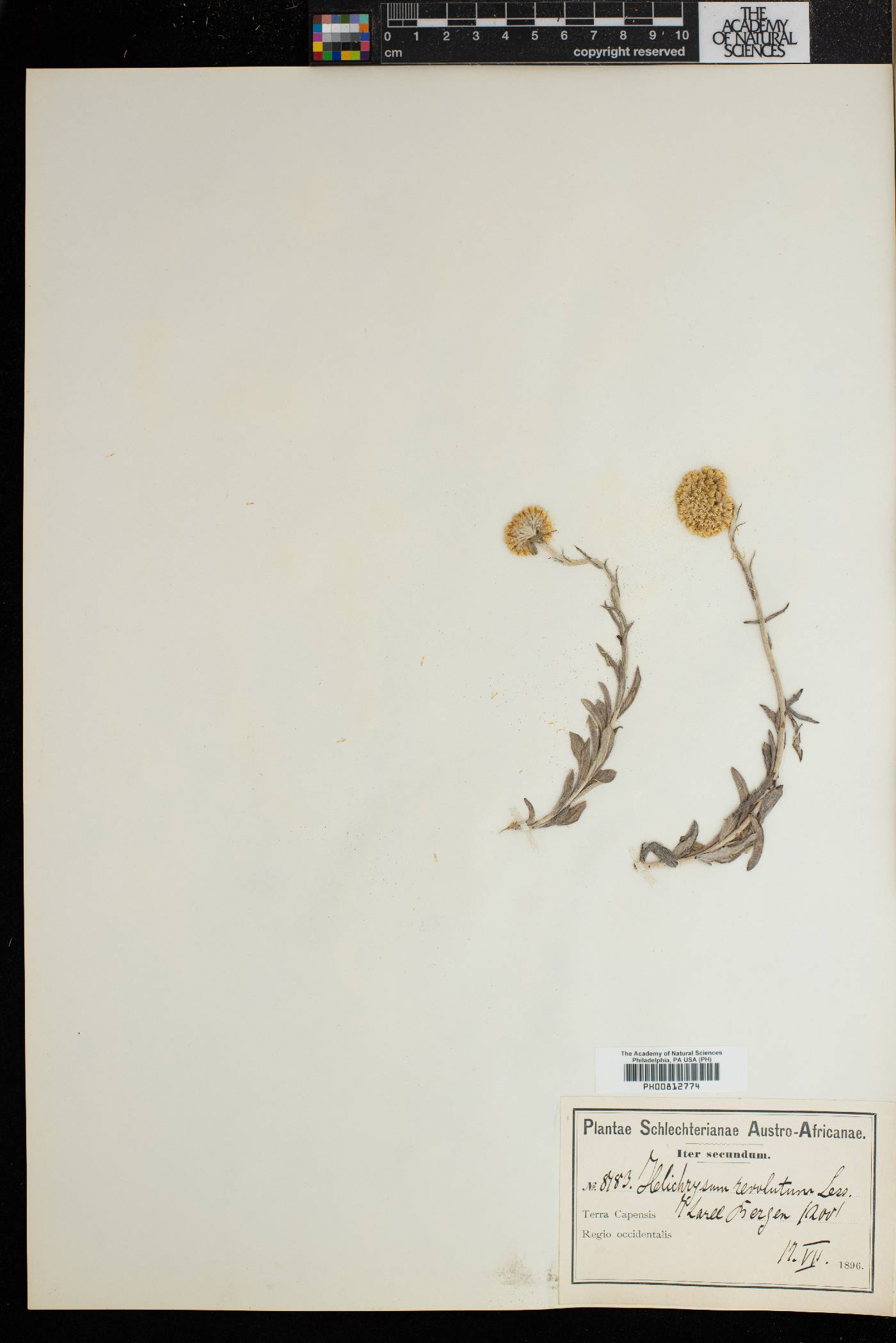 Helichrysum revolutum image
