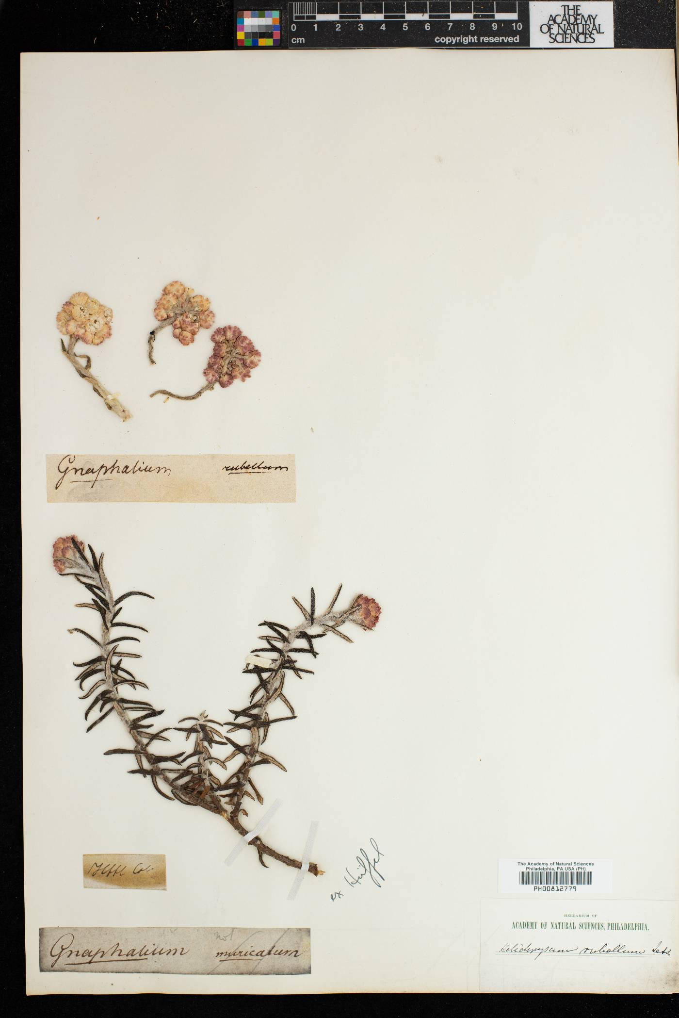 Helichrysum cylindriflorum image