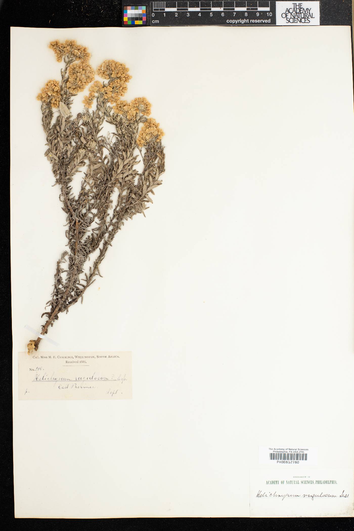 Helichrysum rugulosum image