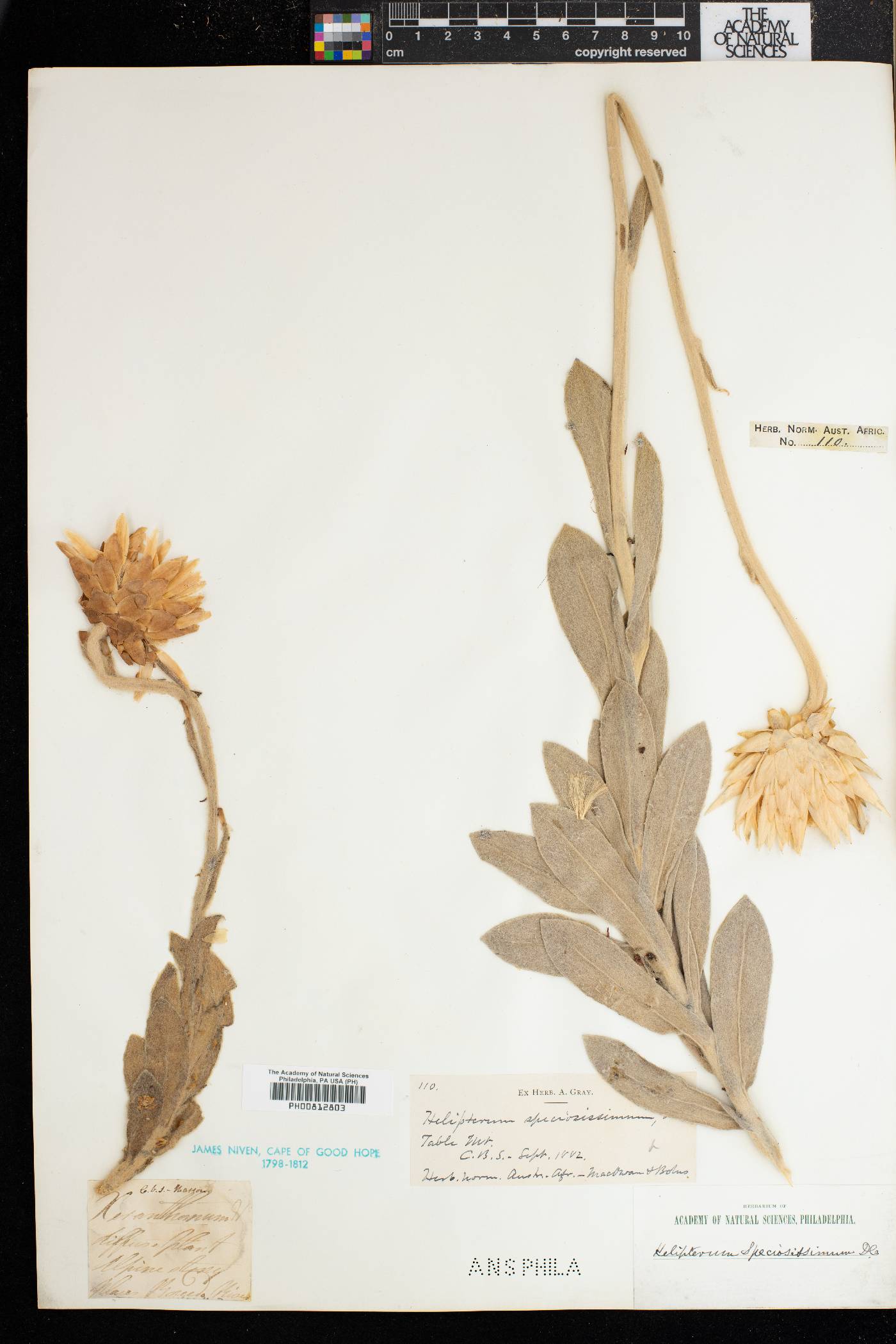 Helipterum speciosissimum image