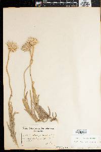 Helipterum speciosissimum image