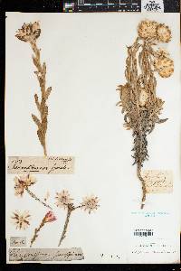 Image of Syncarpha variegata