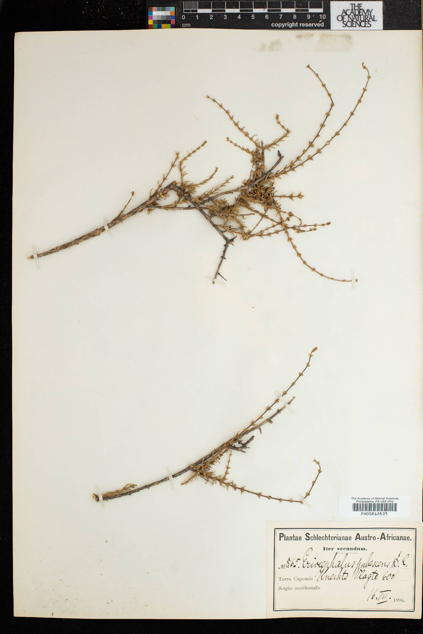Eriocephalus microphyllus image