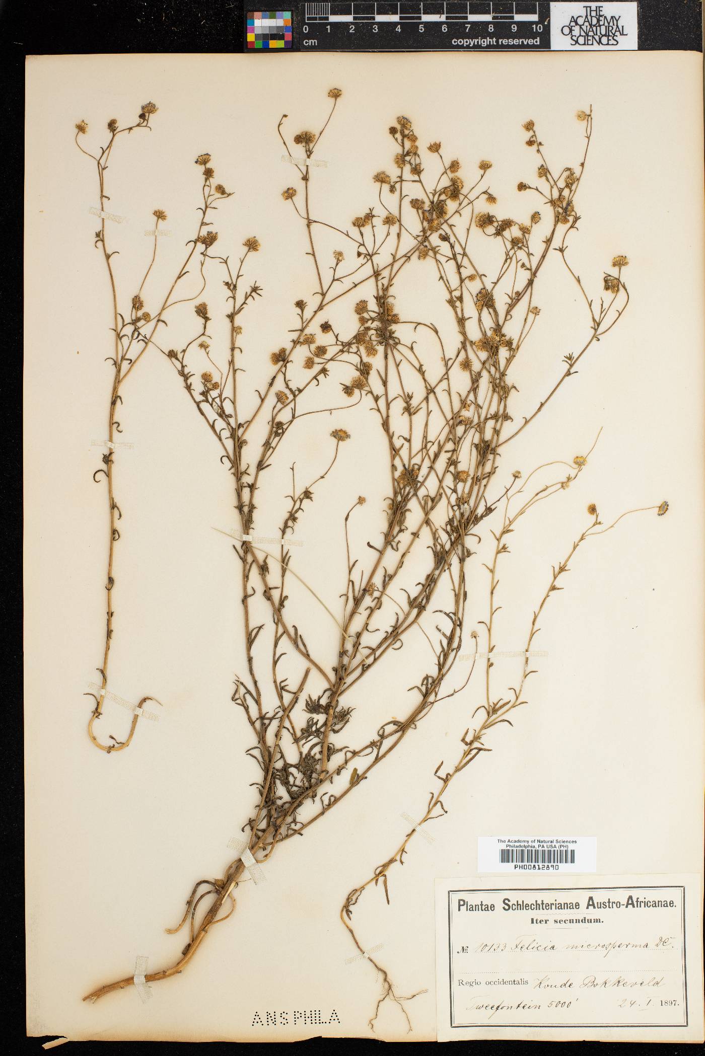 Felicia microsperma image