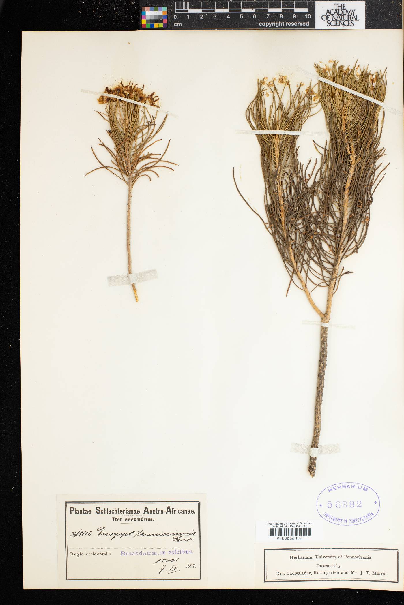 Euryops tenuissimus image