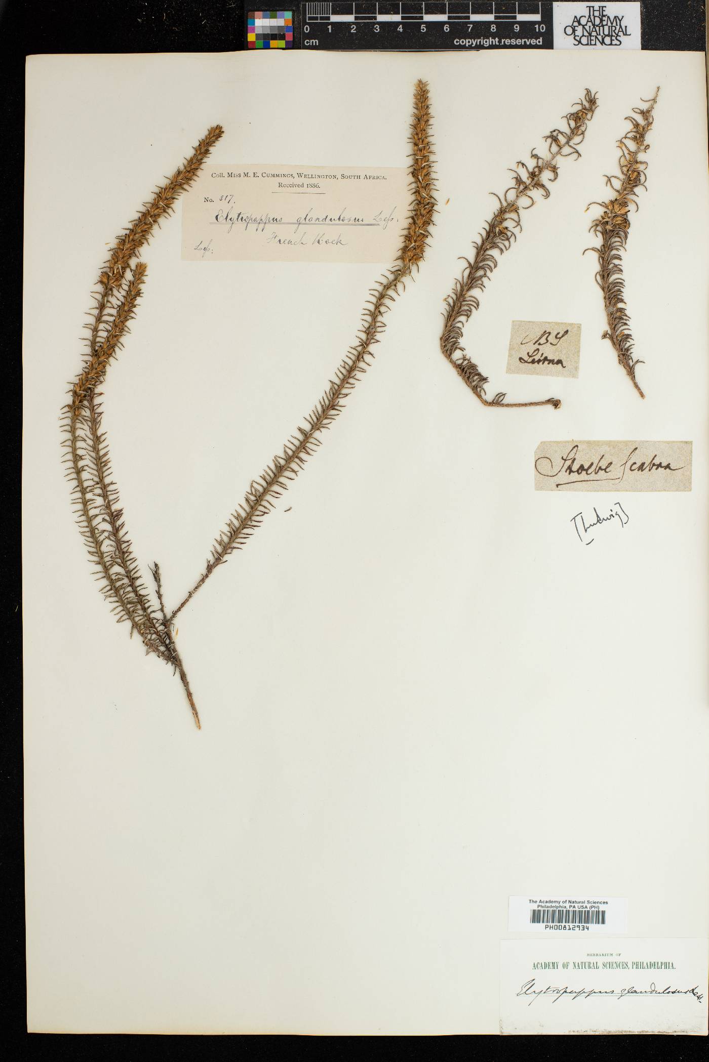 Myrovernix glandulosus image