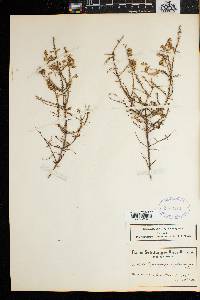 Myrovernix glandulosus image