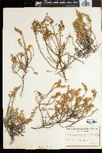 Myrovernix glandulosus image