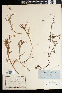 Cotula coronopifolia image