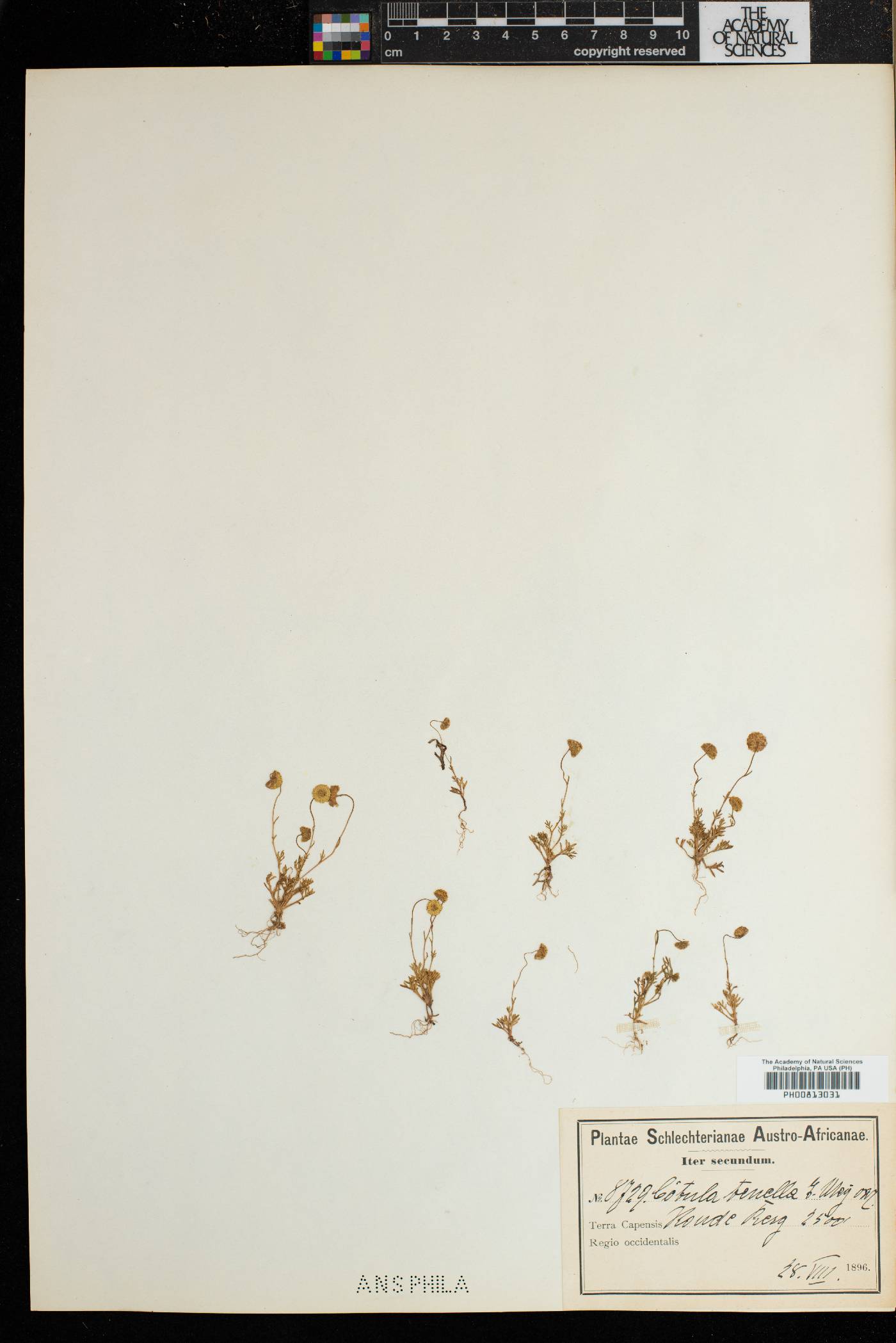 Cotula tenella image
