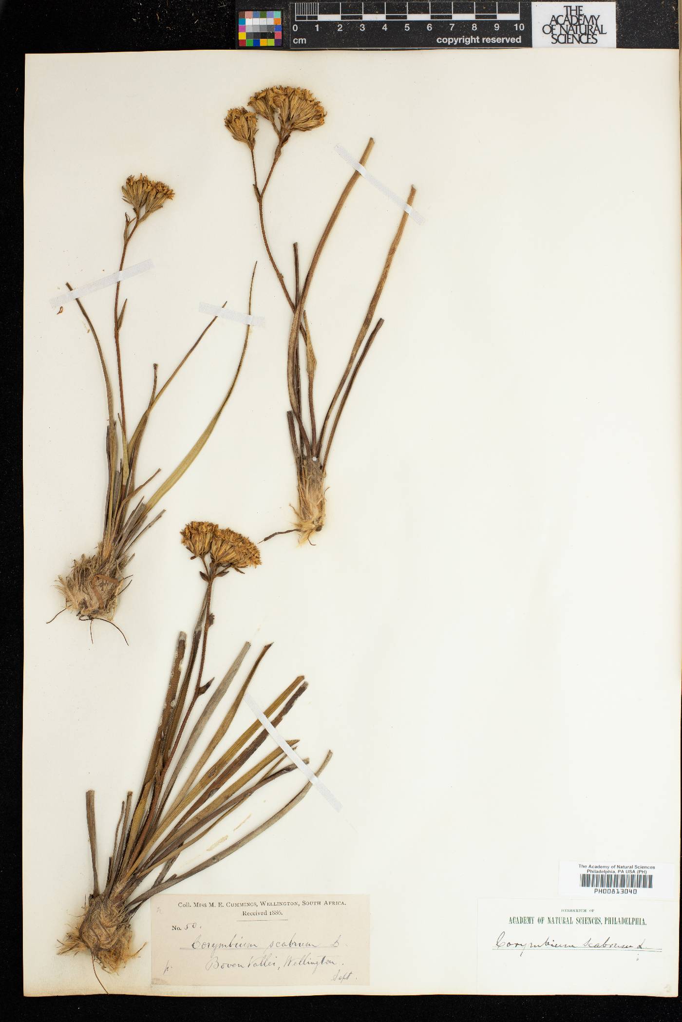 Corymbium africanum subsp. scabridum image