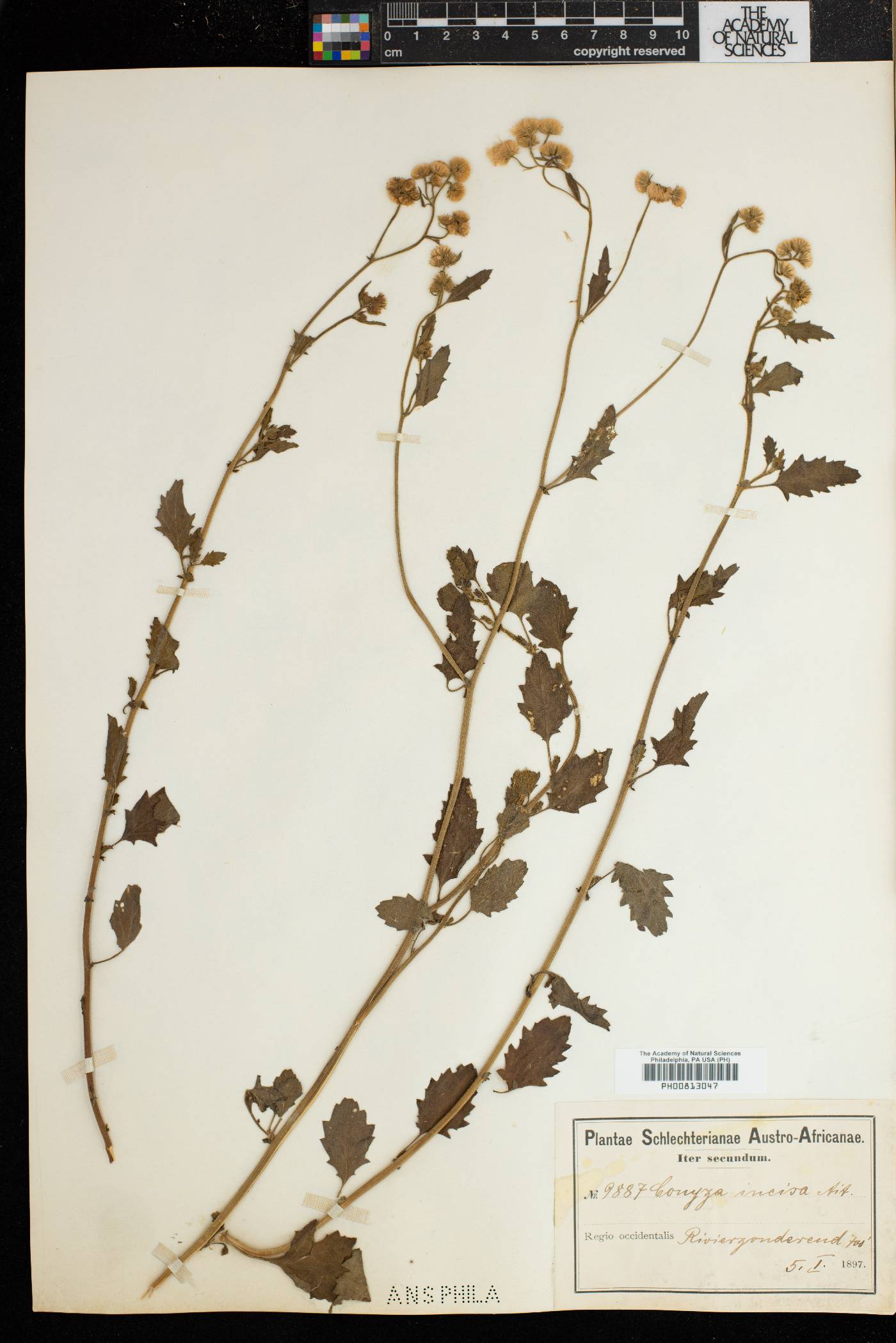 Nidorella ulmifolia image