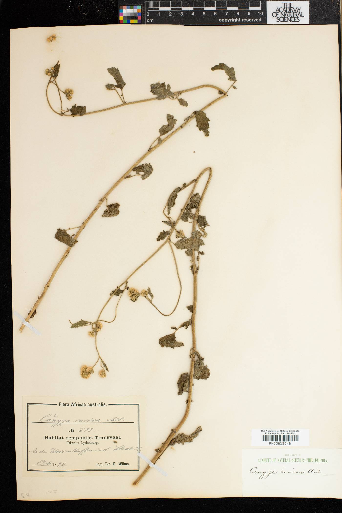 Nidorella ulmifolia image