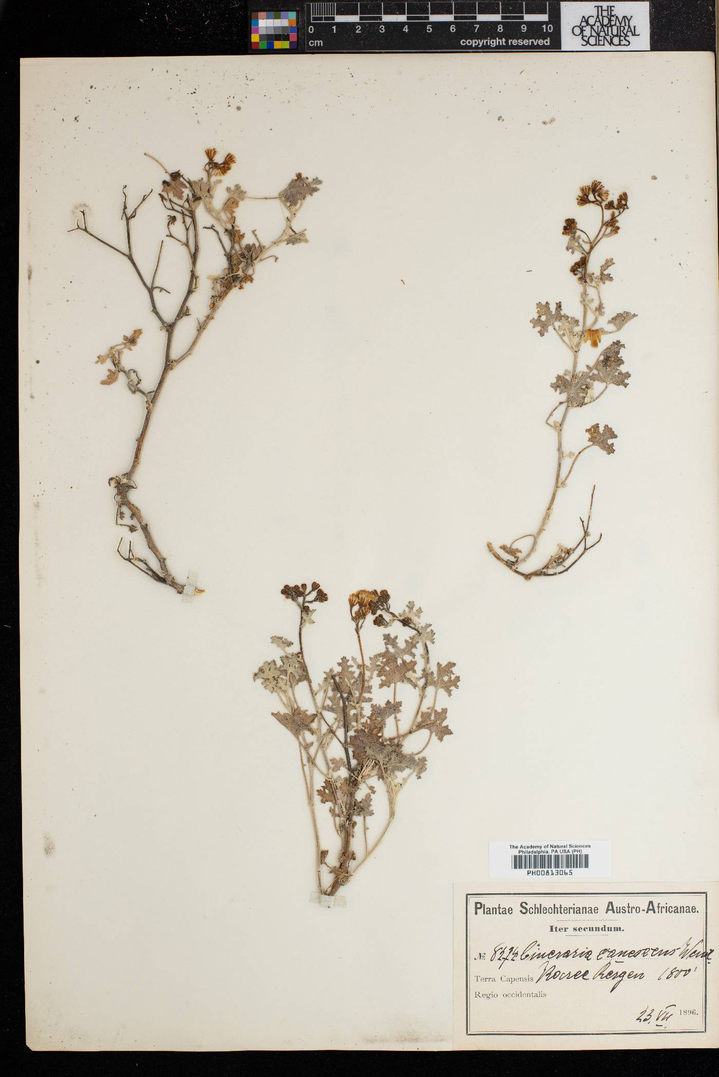 Cineraria canescens image