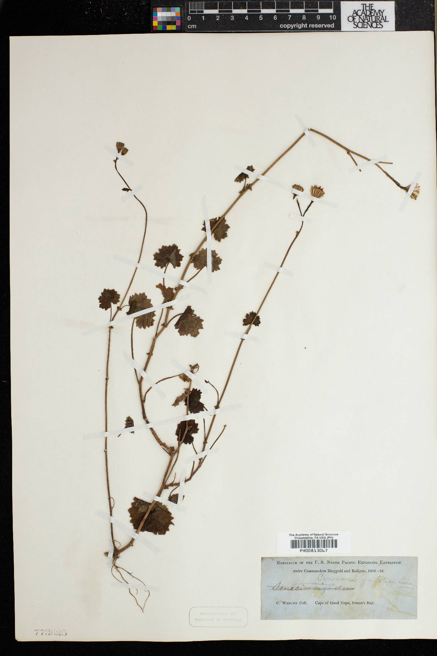 Cineraria geifolia image