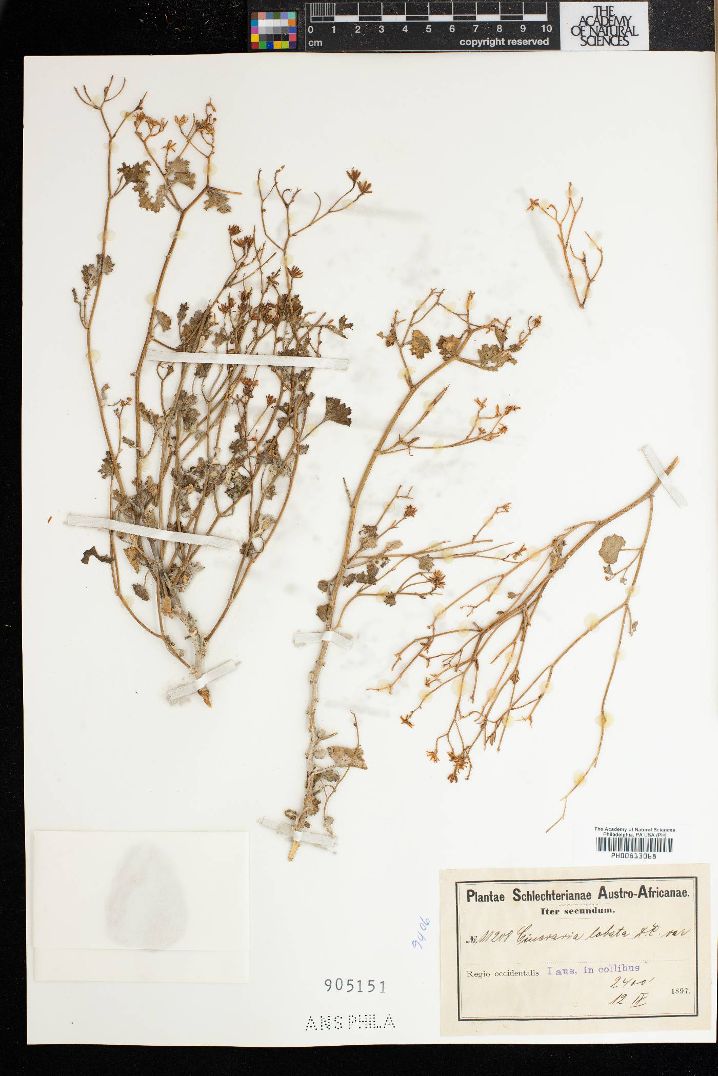 Cineraria lobata image