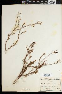 Argyranthemum frutescens image