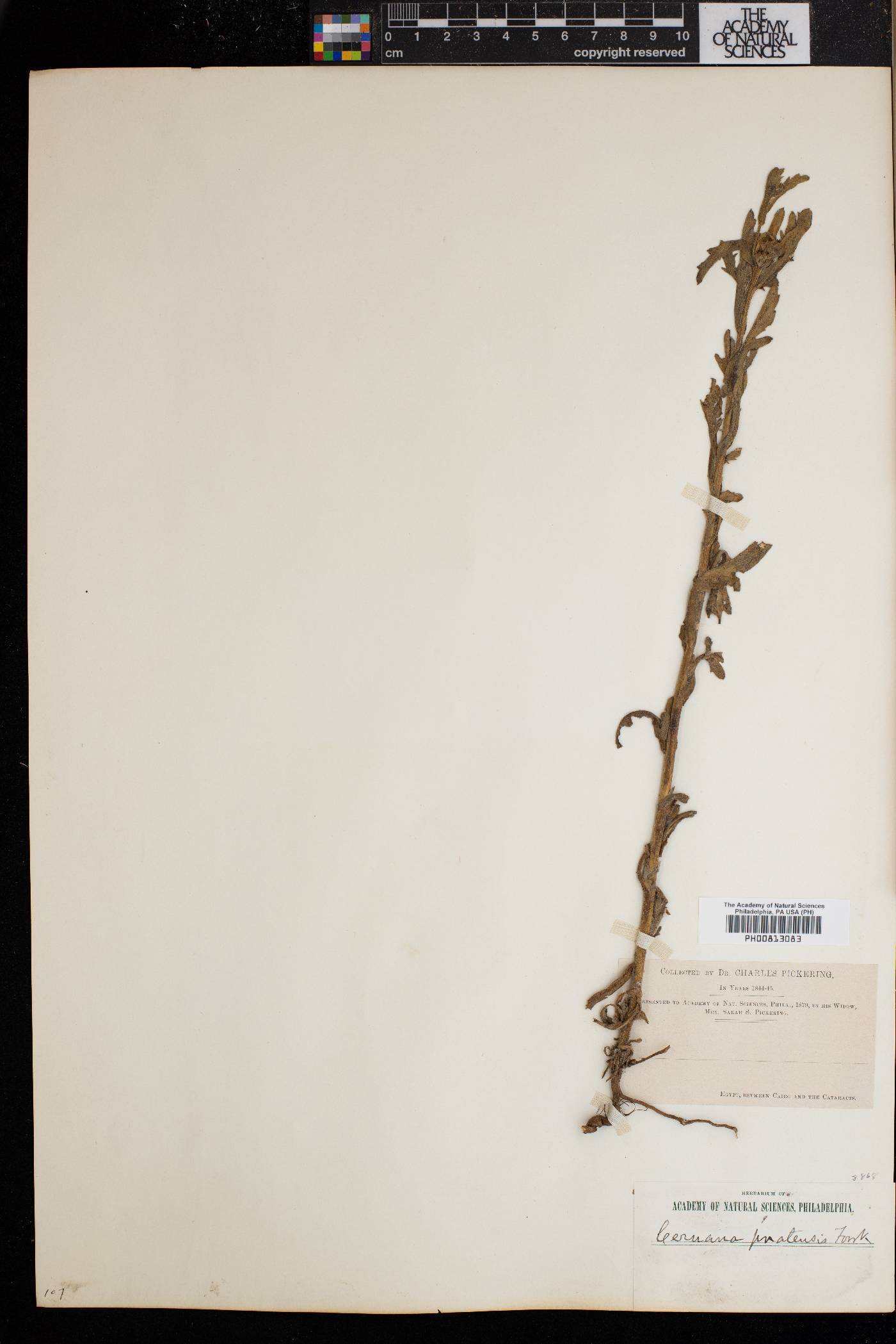 Ceruana pratensis image
