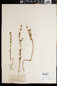 Ceruana pratensis image
