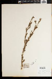 Ceruana pratensis image