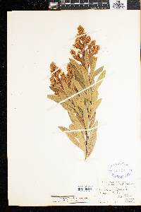 Brachylaena neriifolia image