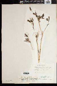 Bidens pilosa image