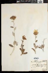 Image of Berkheya fruticosa
