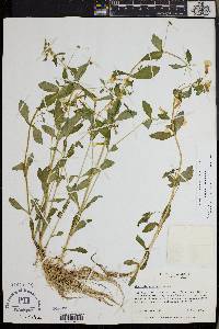 Gratiola neglecta image