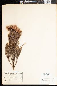 Image of Brunia fragarioides