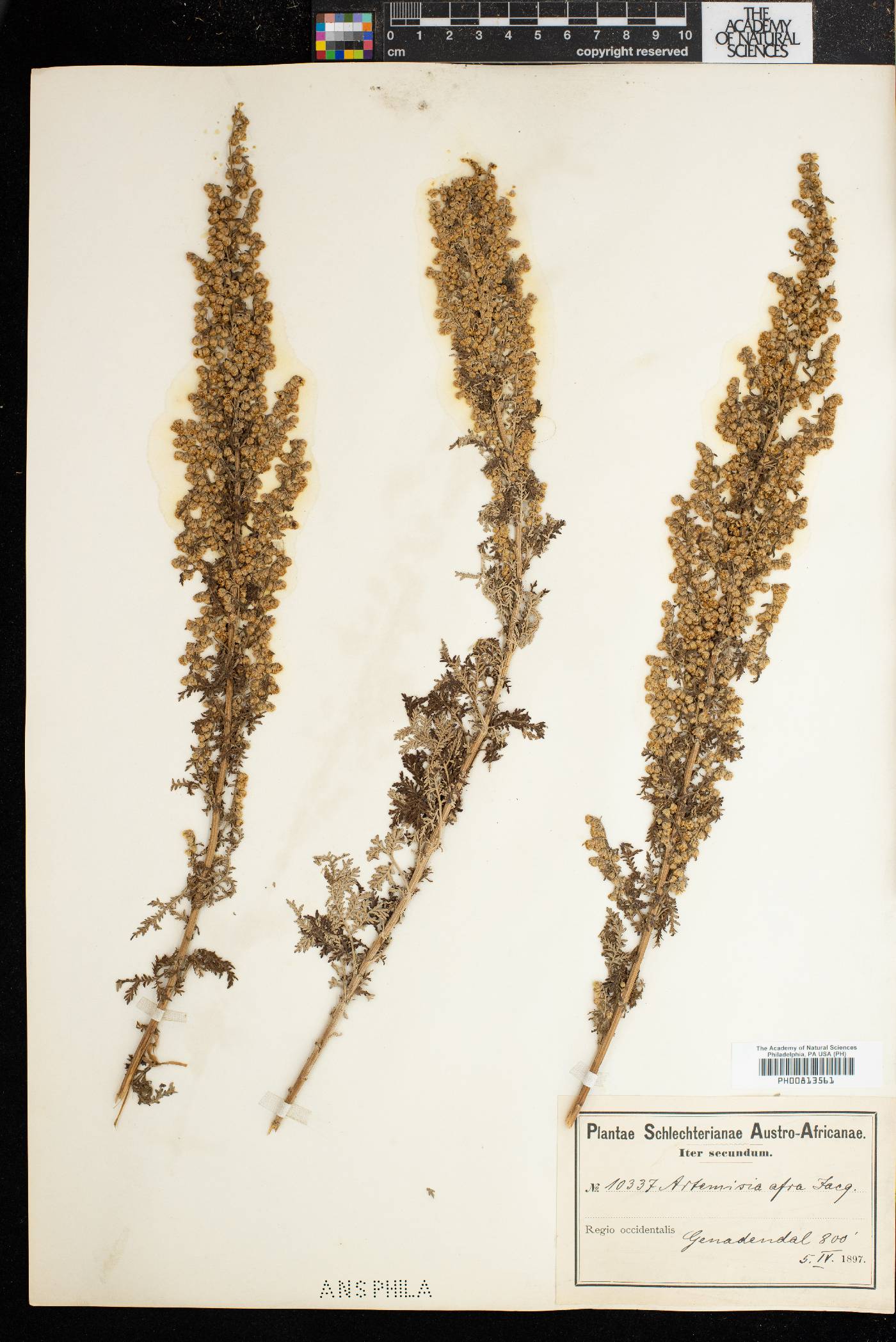 Artemisia afra image