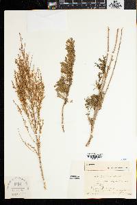 Artemisia herba-alba image