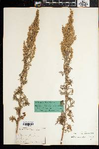 Artemisia afra image