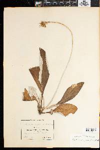Haplocarpha thunbergii image