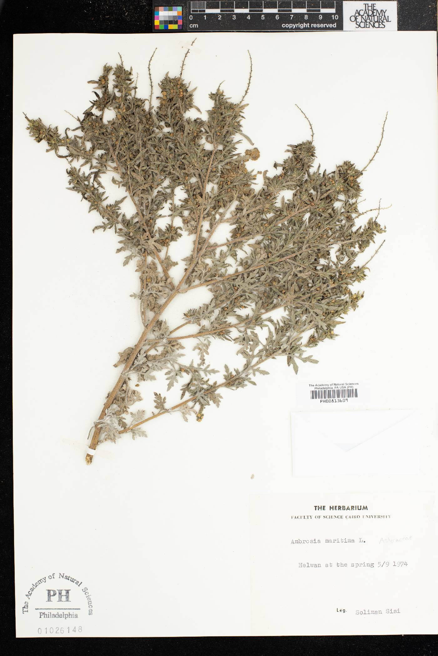 Ambrosia maritima image